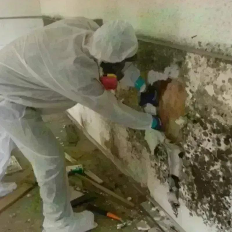 Mold Remediation and Removal in Hamilton, IN